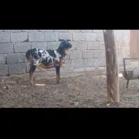 قوچ برشن|حیوانات مزرعه|فین, |دیوار