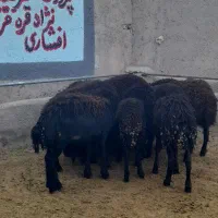 بره ماده   گوسفند