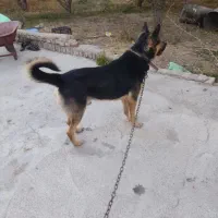 سگ مخصوص نگهبانی|سگ|بروجرد, |دیوار