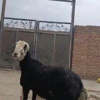 کل عروس بی گوش شیشک زمانتی از هرگونه