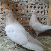 یک جفت سینه