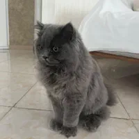 گربه نژاد بریتیش اصیل و آرام|گربه|نوشهر, |دیوار