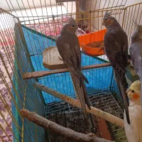 پرنده سالم   کسایی که دوست دارن پرنده