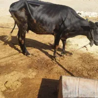 قیمت 75 میلیون|حیوانات مزرعه|آبدانان, |دیوار