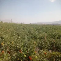 گوجه ماریانا