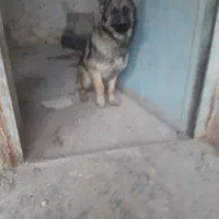 سگ جرمن ماده آلمانی