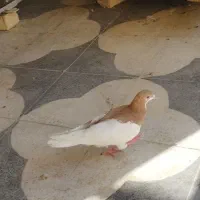 کفتر شهری