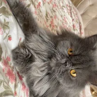 گربه پرشین سوپر فلت