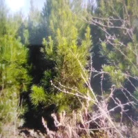 نهالستان محسن اکبری درخت کاج