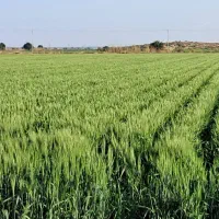 فروش خسیل پرس گندم وجو