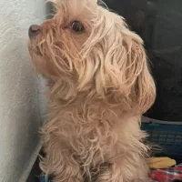 واگذاری شیتزو