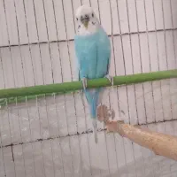 مرغ عشق فر|پرنده|سربیشه, |دیوار