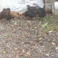 مرغ محلی خروس محلی ۵۰۰