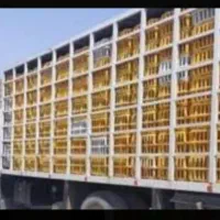 راننده پایه یک