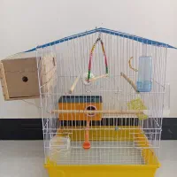 قفس بزرگ عروس هلندی