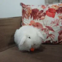 خرگوش همراه وسایل