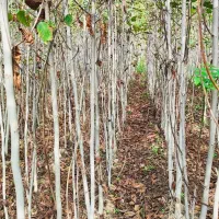 نهال گردو و برنج فجر سوزنی|خدمات باغبانی و درختکاری|دلند, |دیوار