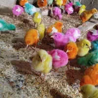 جوجه|حیوانات مزرعه|شباب, |دیوار