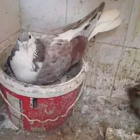 کبوتر جوفتگاهی