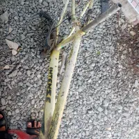 همین عکسی که هست  مال اگهی است|دوچرخه، اسکیت، اسکوتر|کهنوج, |دیوار