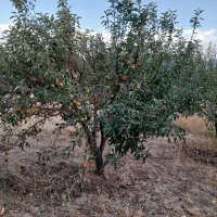 فروش باغ دو راهی لیلمانج|فروش دفتر صنعتی، کشاورزی، تجاری|سنقر, |دیوار