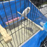 قناری ماده سوپر آماده|پرنده|خمینی‌شهر, |دیوار