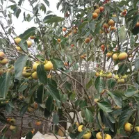 خرمالو