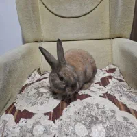 از صد تا پونصد انواع خرگوش نر و ماده|موش و خرگوش|قم, جهان بینی|دیوار