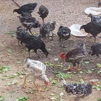 مرغ خروس