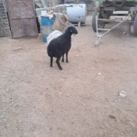 میش با بره بزرگ|حیوانات مزرعه|فرمهین, |دیوار