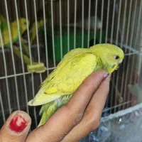 دو عروس هلندی ماده جوان و تعدادی مرغ عشق فروشی|پرنده|گلبهار, شهر جدید گلبهار|دیوار