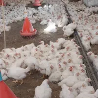 مرغ گوشتی زنده و پاک شده سنگین وزن تولید گیلان|حیوانات مزرعه|رشت, گلباغ نماز|دیوار