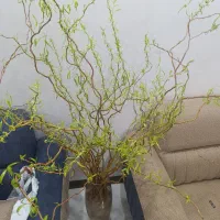 گل طبیعی بید