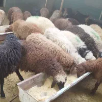 فروش گوسفند و بز مخصوصا  قوچ برای تخمی گله|حیوانات مزرعه|دماوند, دماوند|دیوار