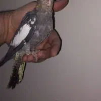 عروس هلندی دونخور|پرنده|تهران, اسکندری|دیوار