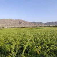 فروش مجتمع پرورش ماهی و کشاورزی(شالیکاری)