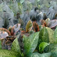 گل آپارتمانی مستقیم از گلخونه