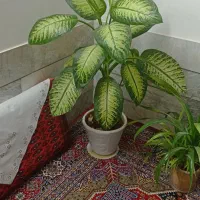 گل دیفن شاداب و سرحال