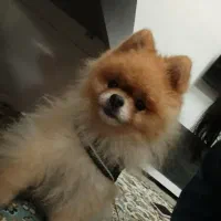 پامر خرسی کوچولو|سگ|رشت, نامجو|دیوار