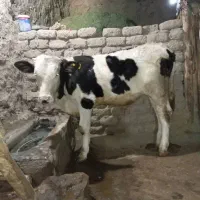 گوساله نر سمینتال