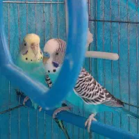 مرغ عشق مولد|پرنده|فرخ‌شهر, |دیوار