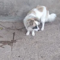 سگ پاکوتاه|سگ|آزادشهر, |دیوار