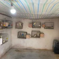 فروش انواع عروس هلندی جفت به همراه وسیله و تک