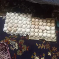 فروش تخم مرغ محلی