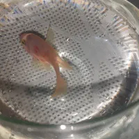 ماهی پرت رنگی (طوطی ماهی )|ماهی|شاهرود, |دیوار