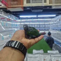 جوجه گرینچیک