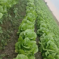 کاهو محلی|خوردنی و آشامیدنی|خان ببین, |دیوار