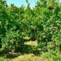 باغ برای ساخت ، نقد و اقساط|فروش زمین و ملک کلنگی|قم, سالاریه|دیوار