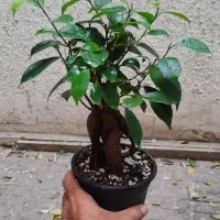 بونسای جینسینگ|گل و گیاه طبیعی|تهران, حشمتیه|دیوار