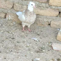 کبوتر